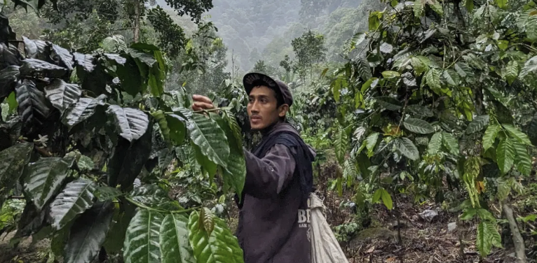Perjalanan kopi dari tanah ke cangkir