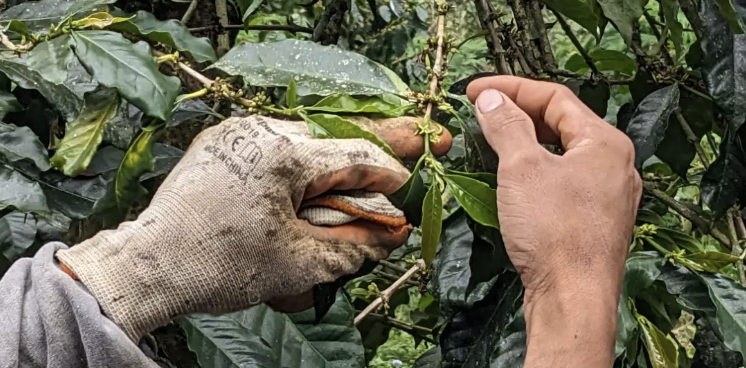 Kebun kopi Wandhe Estate